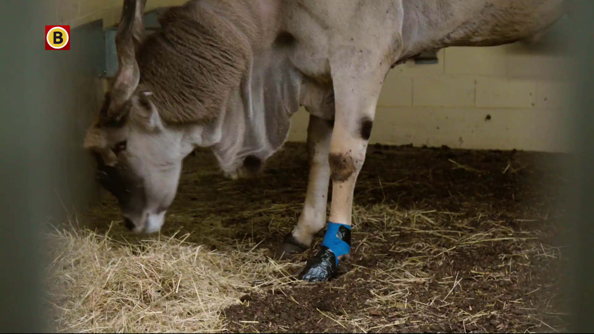 Watch Omroep Brabant